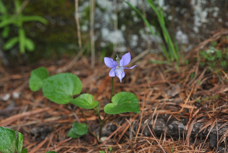 Viola laricicola Marcussen