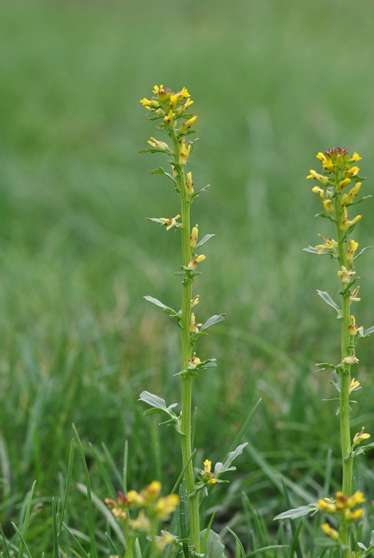 Barbarea bracteosa Guss.