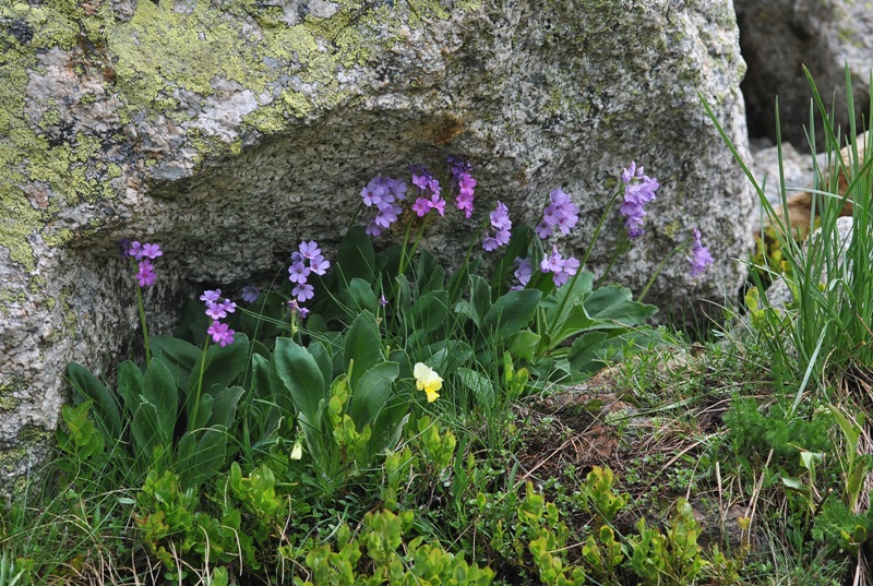 Primula latifolia subsp. graveolens (Hegetschw.) Rouy