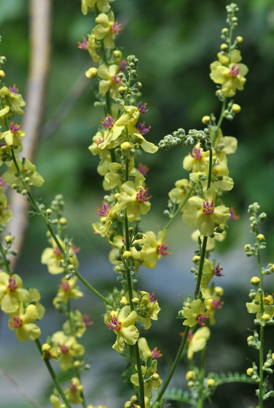 Verbascum chaixii Vill.