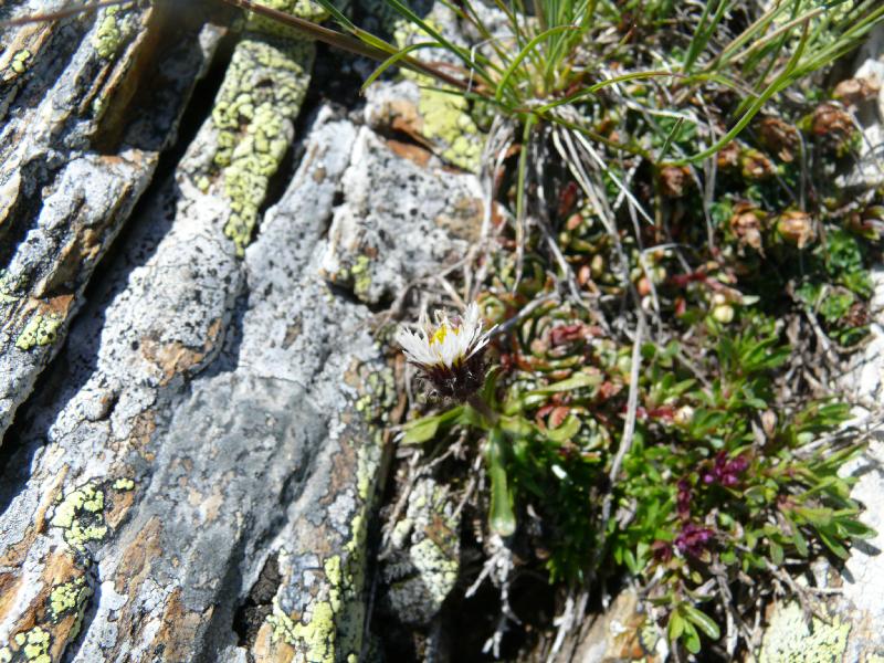 erigeron uniflora.jpg