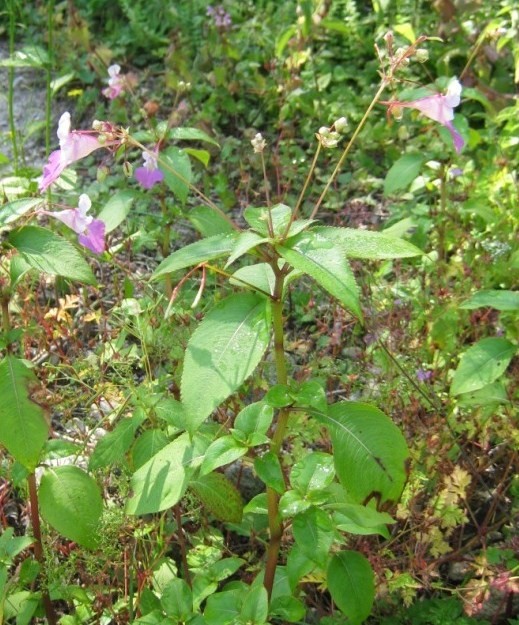 plante entière