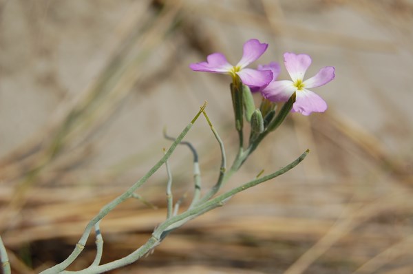 Malcolmia littorea5 [1600x1200].JPG