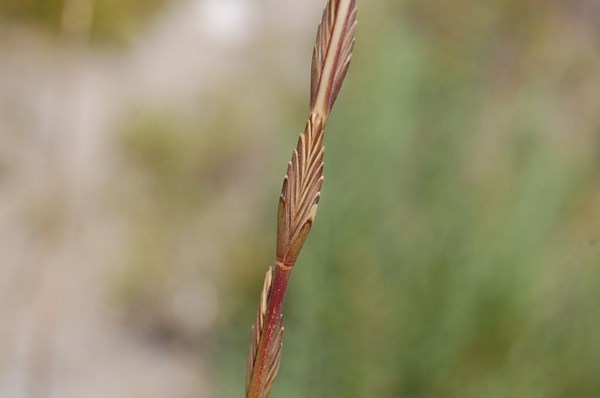 Elytrigia elongata4 [1600x1200].JPG