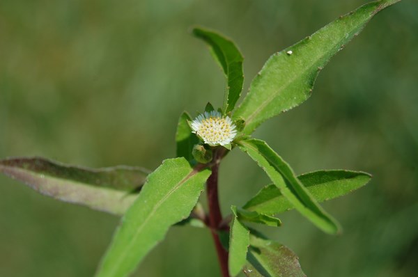 Eclipta prostrata4 [1600x1200].JPG