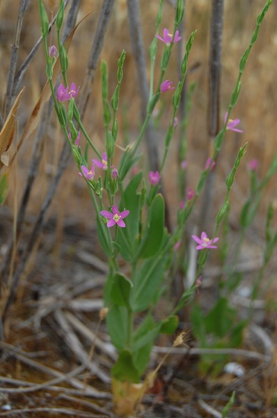 Centaurium spicatum8 [1600x1200].JPG