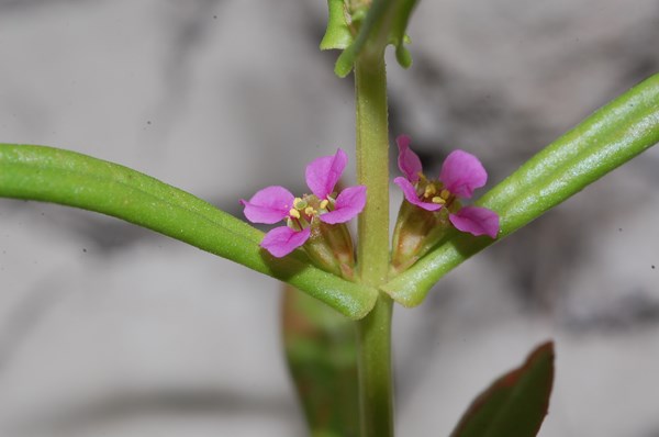 Ammannia coccinea8 [1600x1200].JPG