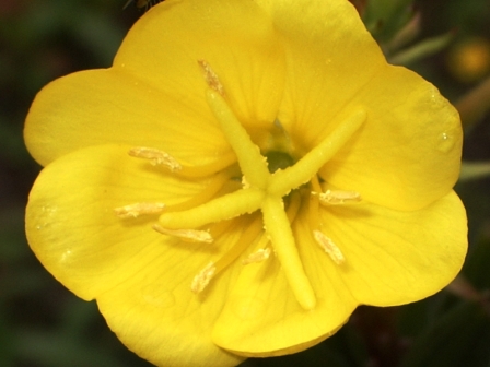 fleur