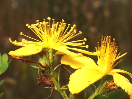 fleur vu de profil