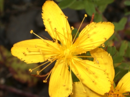 fleur vue de dessus