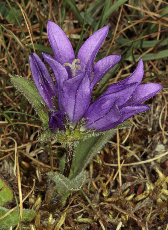 Campanulacées - Campanula sp - red 2.jpg