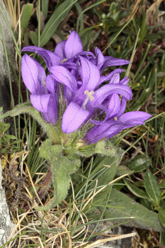 Campanulacées - Campanula sp - red 4.jpg