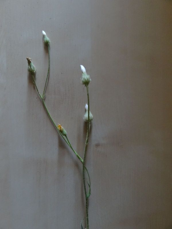 Astéracée liguliflore (1).JPG