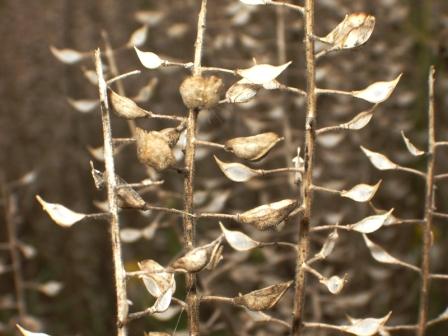 feuilles