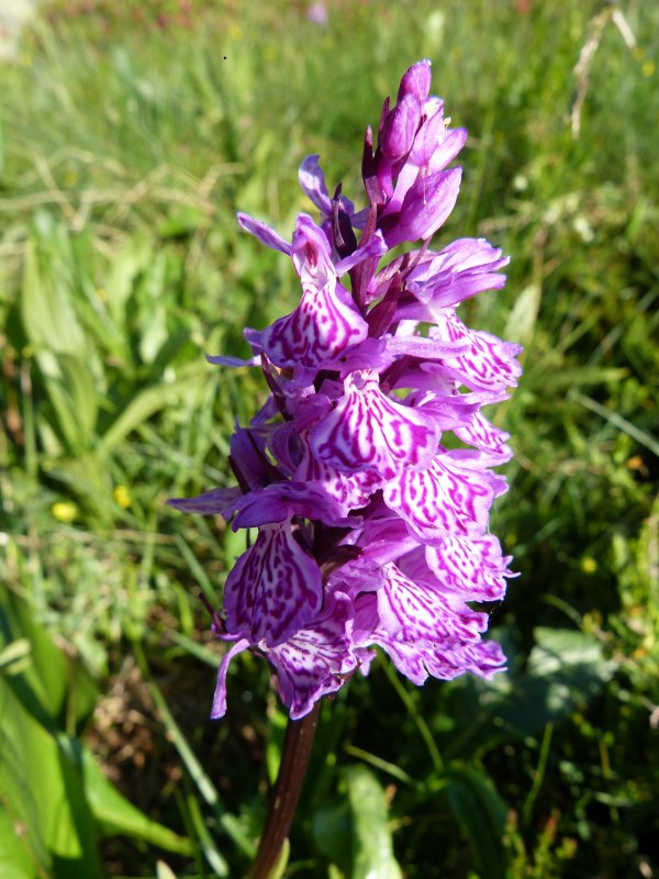 p6.jpg