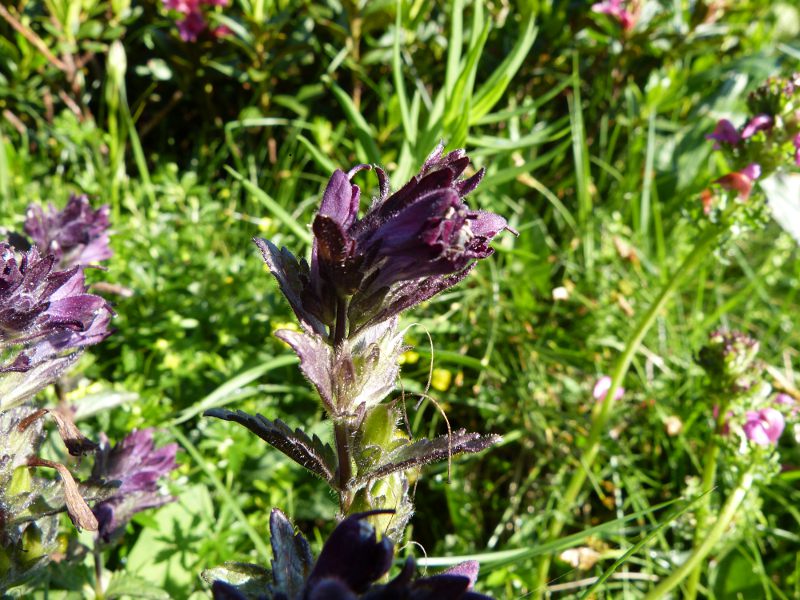 p7.jpg
