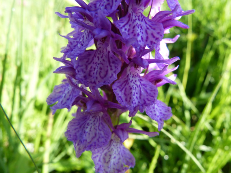 p16.jpg