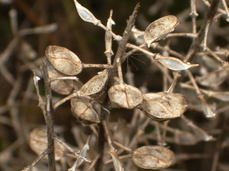 capsules