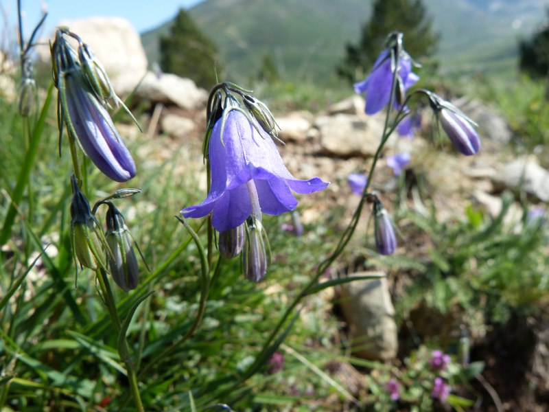 p27.jpg