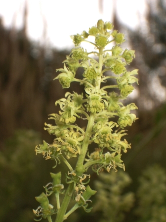 Inflorescence