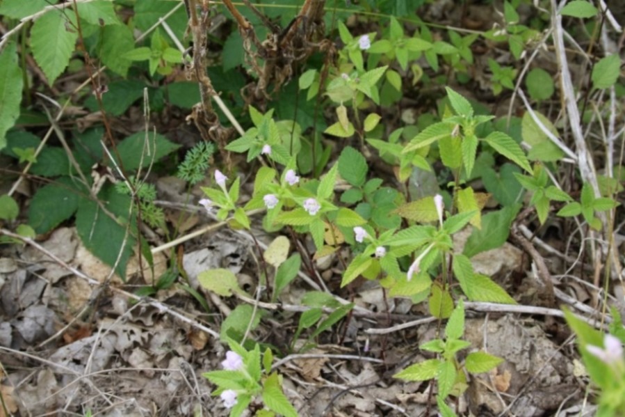 nepetacataria1.JPG