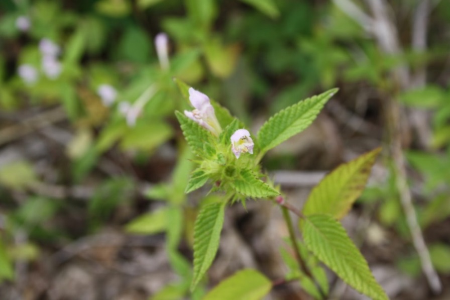 nepetacataria2.JPG