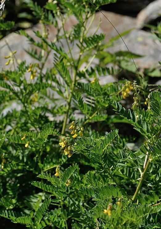 astragalus penduliflorus.jpg