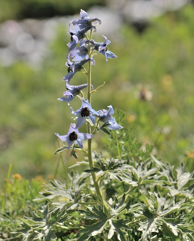 delphinium montanum.jpg