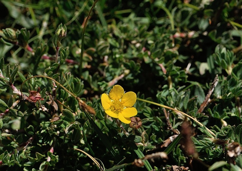 potentilla fructicosa.jpg