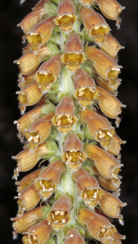 Scrophulariacées - Digitalis parviflora red 2.jpg