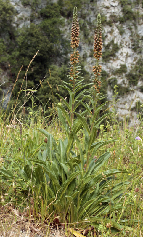 Scrophulariacées - Digitalis parviflora red 3.jpg