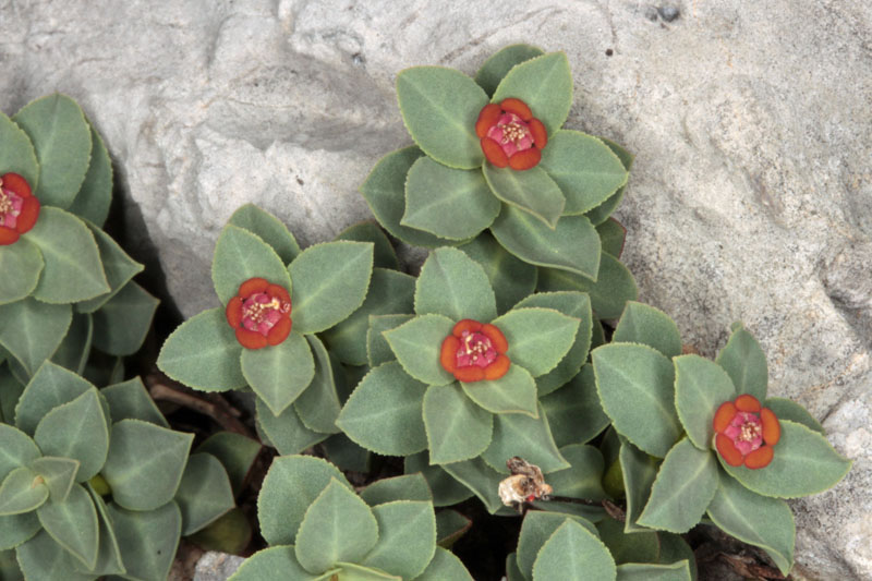 Euphorbiacées - red 1.jpg