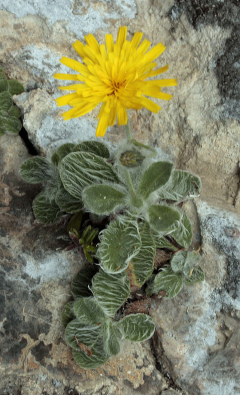 Asteracées - Jaune et poilu - red.jpg
