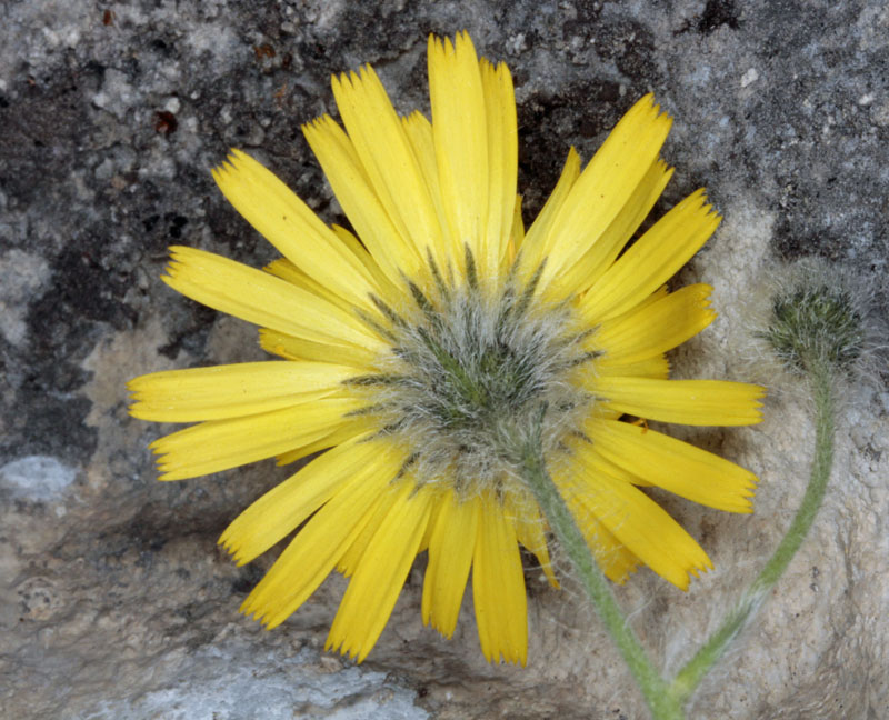 Asteracées - Jaune et poilu - red 2.jpg