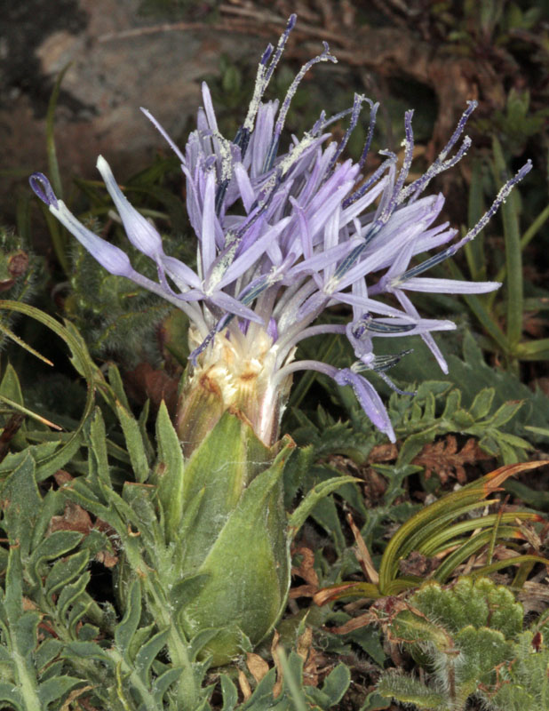 Asteracées - Centaurea 1 - red 1.jpg