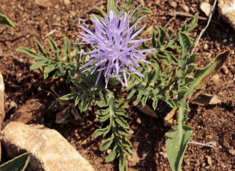 Asteracées - Centaurea 1 - red 2.jpg