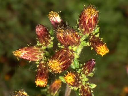 inflorescence
