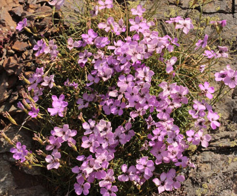 Caryophyllacées - Dianthus sp3 red.jpg