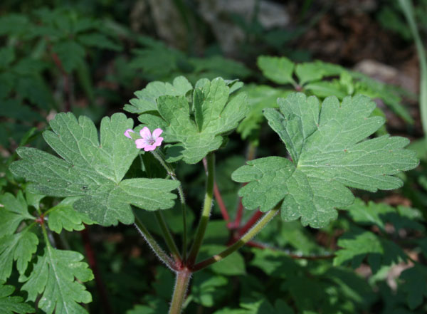 erodium1.JPG