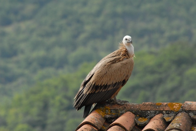 DSC_0043.jpg