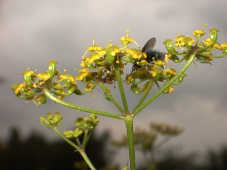 Inflorescence en ombelle
