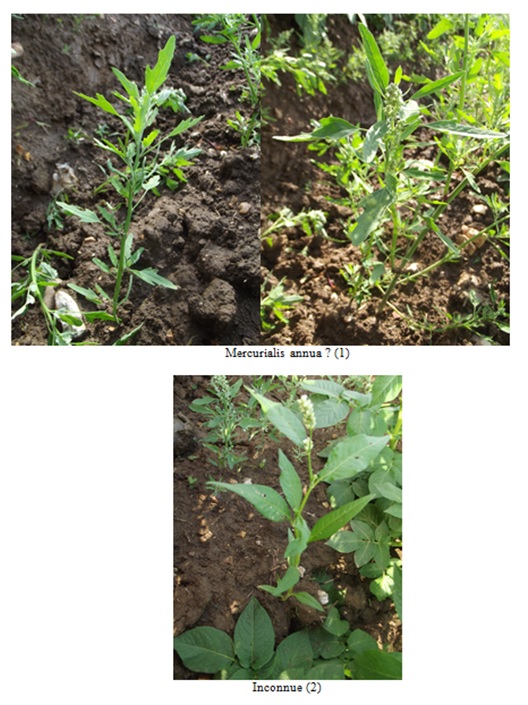 Plantes : (1) M. annua ? (2) Plante inconnue