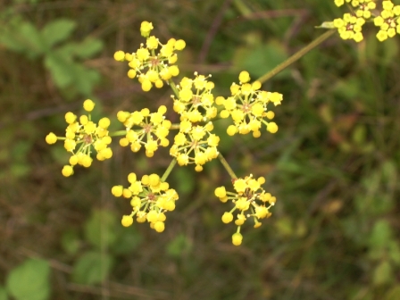 inflorescence (vue de dessus)