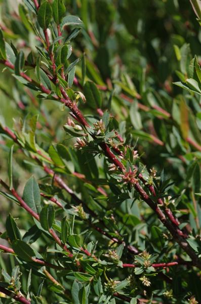 Salix caesia
