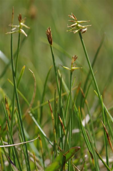 Carex microglochin