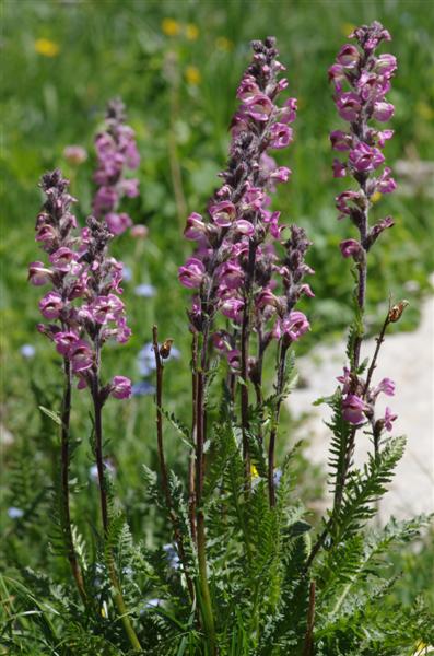 Pedicularis rostratospicata