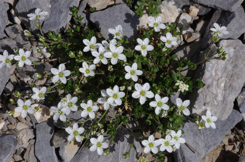 Arenaria gothica ssp moehringioides
