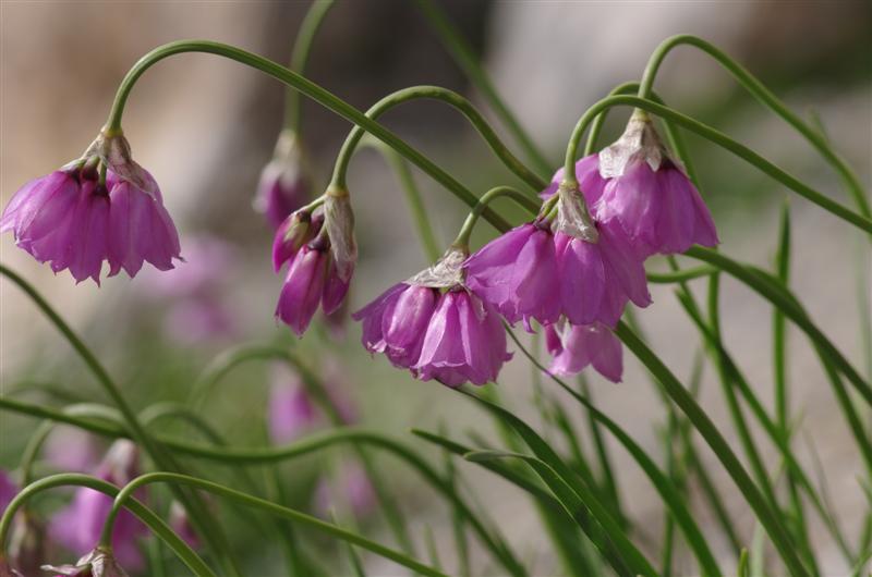 Allium narcissiflorum