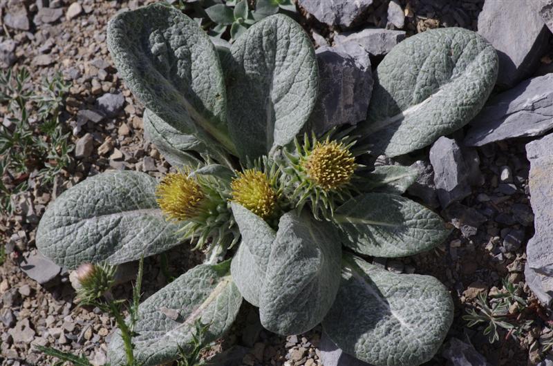 Berardia subacaulis