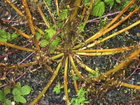 base de la plante